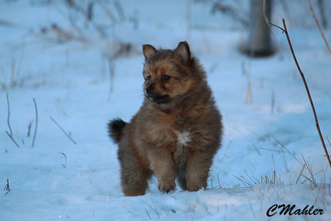 20161215_raven_blogg1