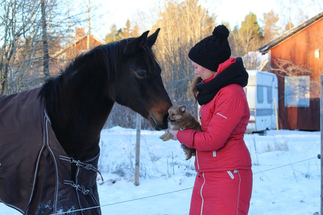 20161215_raven_blogg2