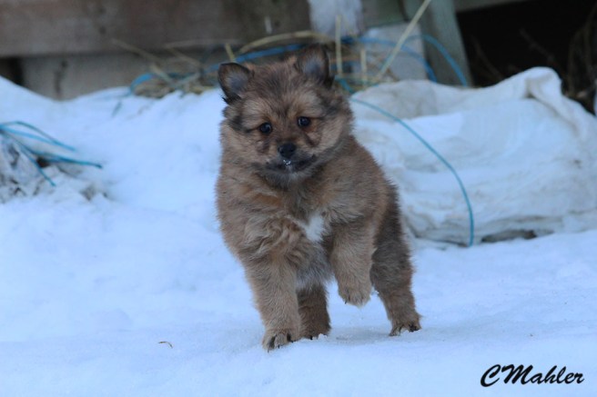 20161215_raven_blogg5