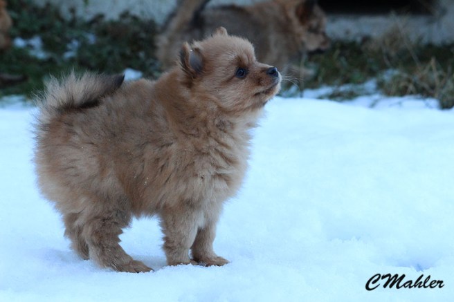 20161215_rebell_blogg2