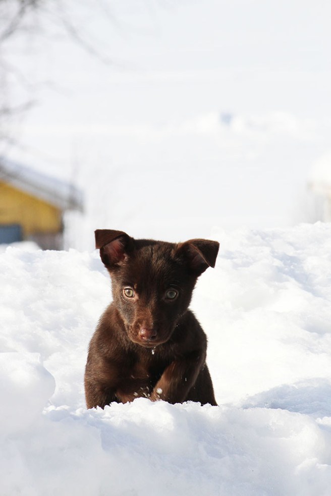 20180318_gremlinblogg