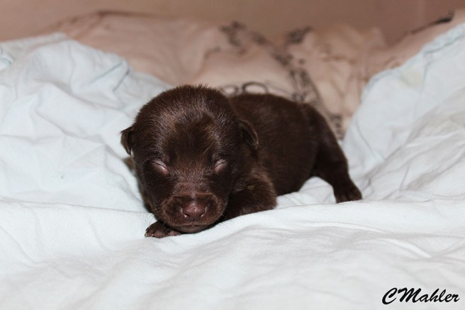 20180408_brunhaneblogg