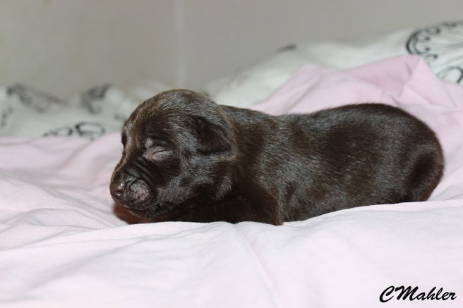 20180408_bruntikblogg