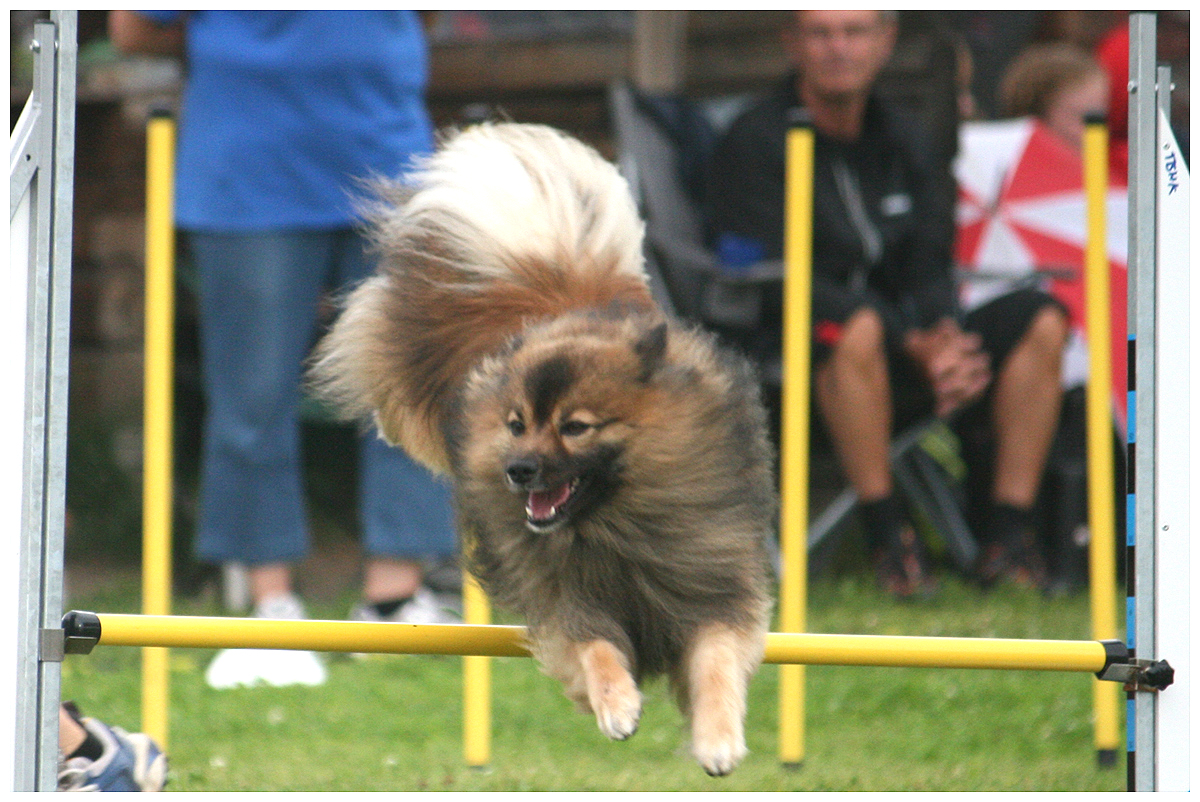 100801_bombadil_agility_d