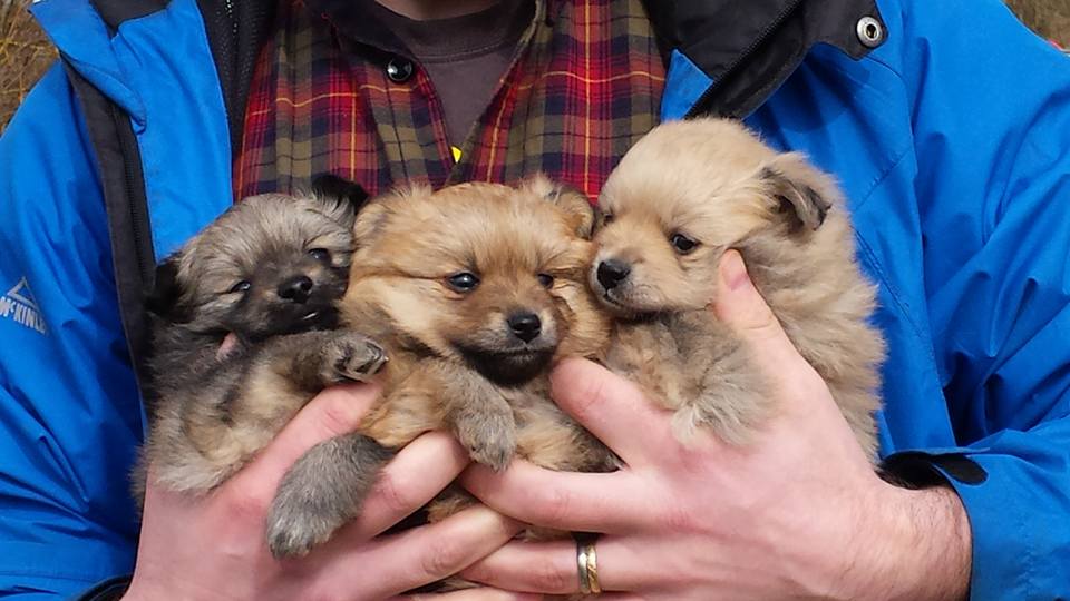 12321270_10153487825632227_6868751890005161693_n