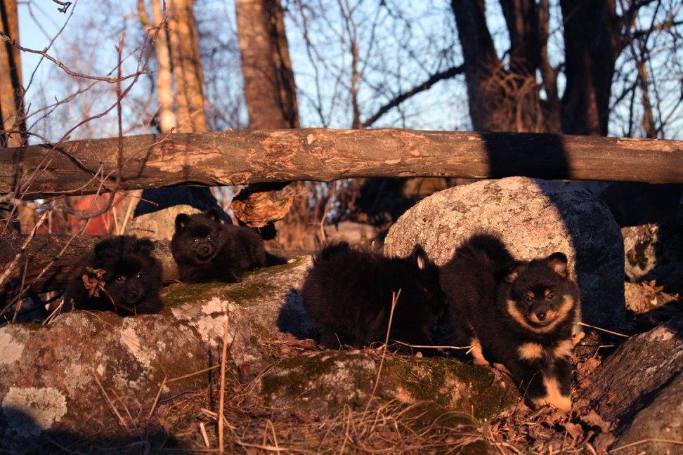 12365963_10153246239572227_6616283846755650129_o