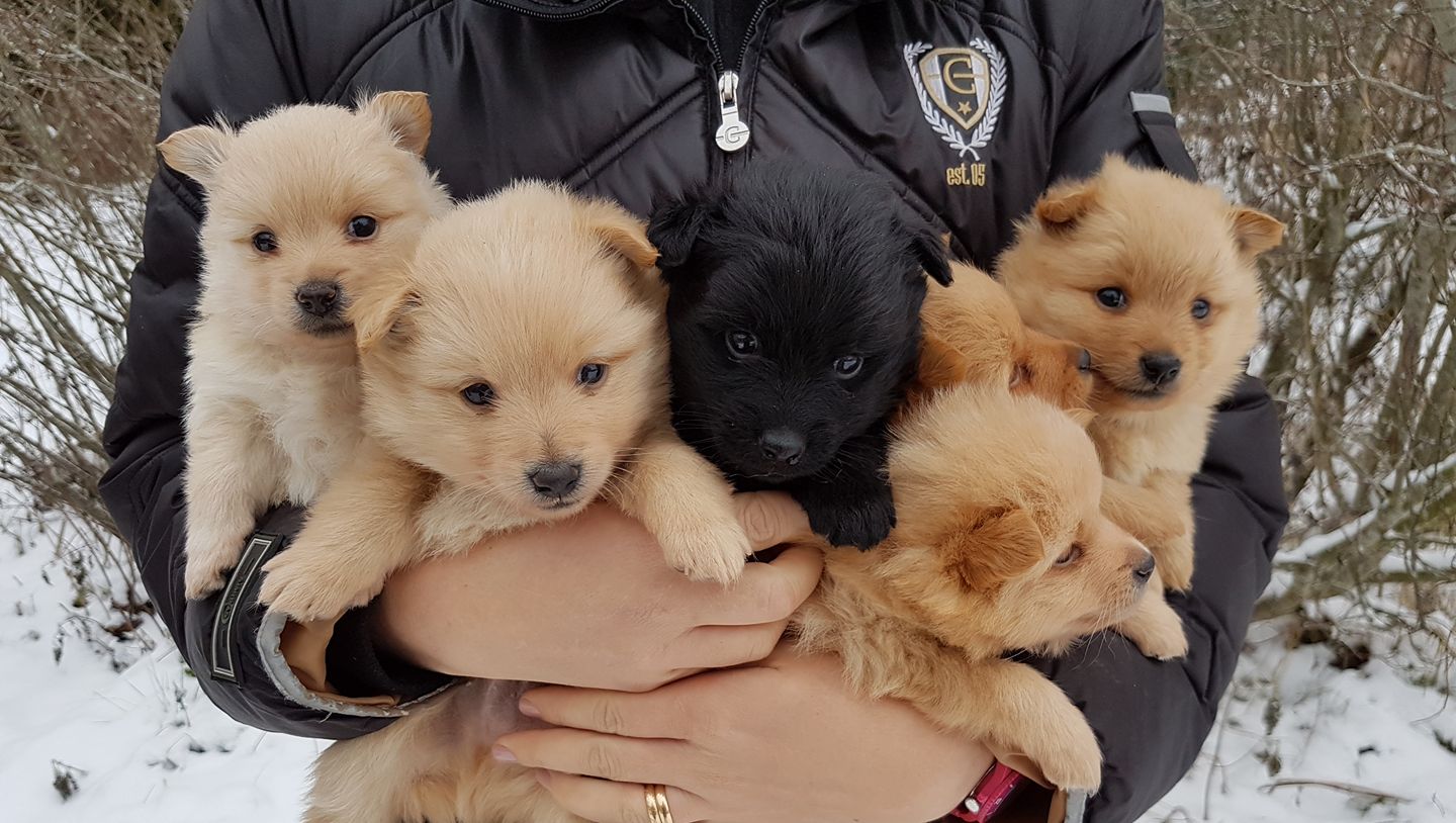 27912789_10155271929782227_136356909788596660_o