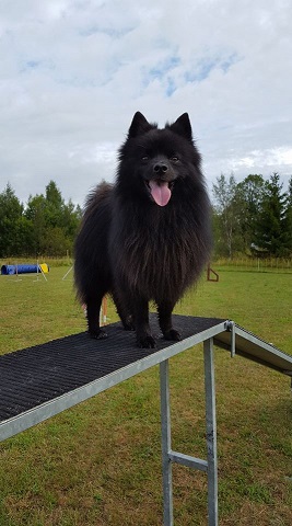 33158327_10155865020499864_661487511192731648_n