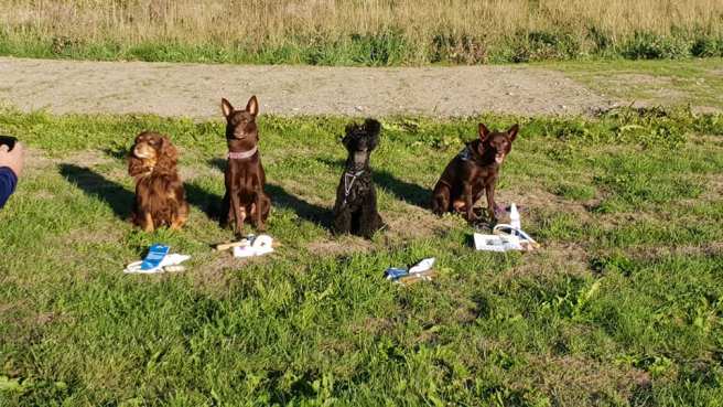 41782017_10155752436962227_1671146696559558656_n