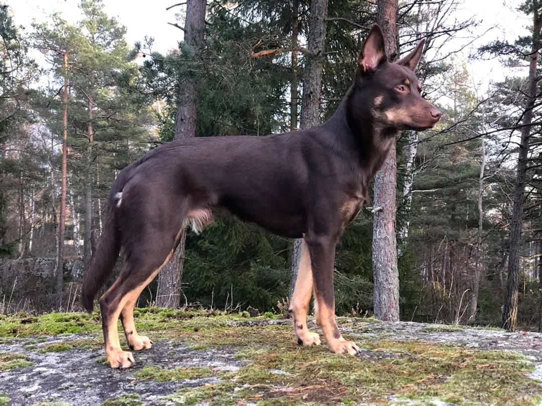 48409554_10156854588294291_3203903237535039488_o