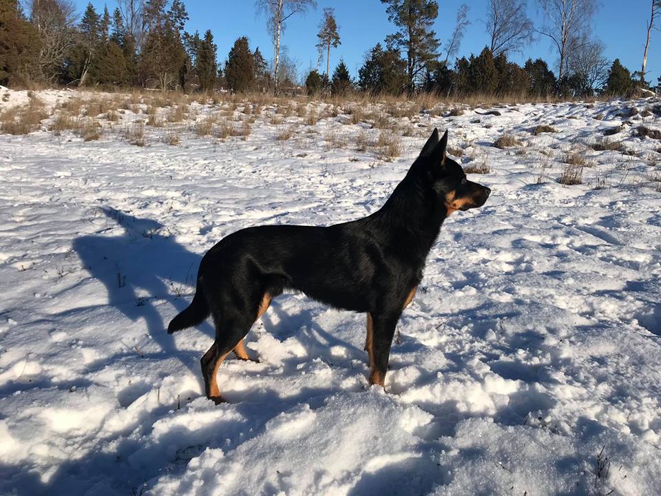 50622401_10161293000960321_8261368369790320640_n