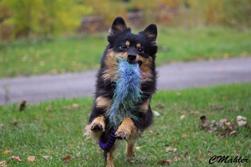 44431297_10155828128447227_8873357521062985728_n