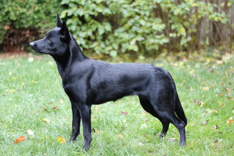 44818043_10213221697322545_6406884156613066752_n