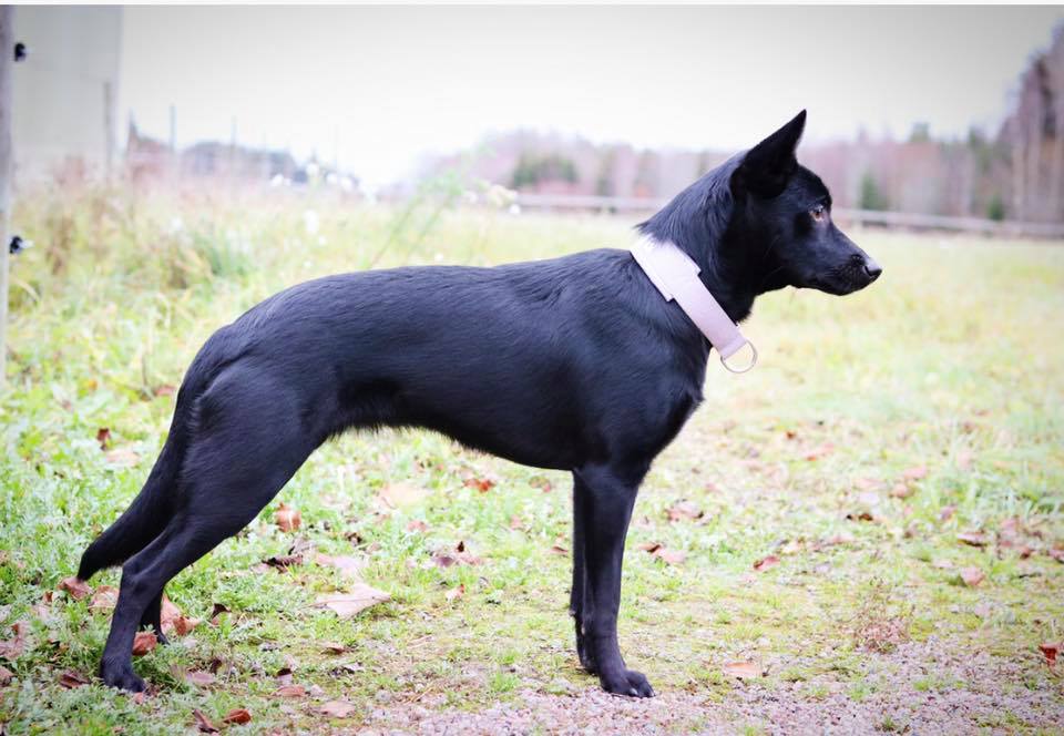 46498121_10156964182590891_6202893593967853568_n