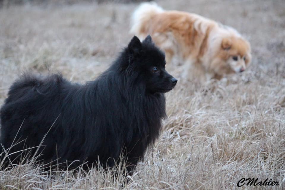 48377149_10155943820112227_2347096964660723712_n