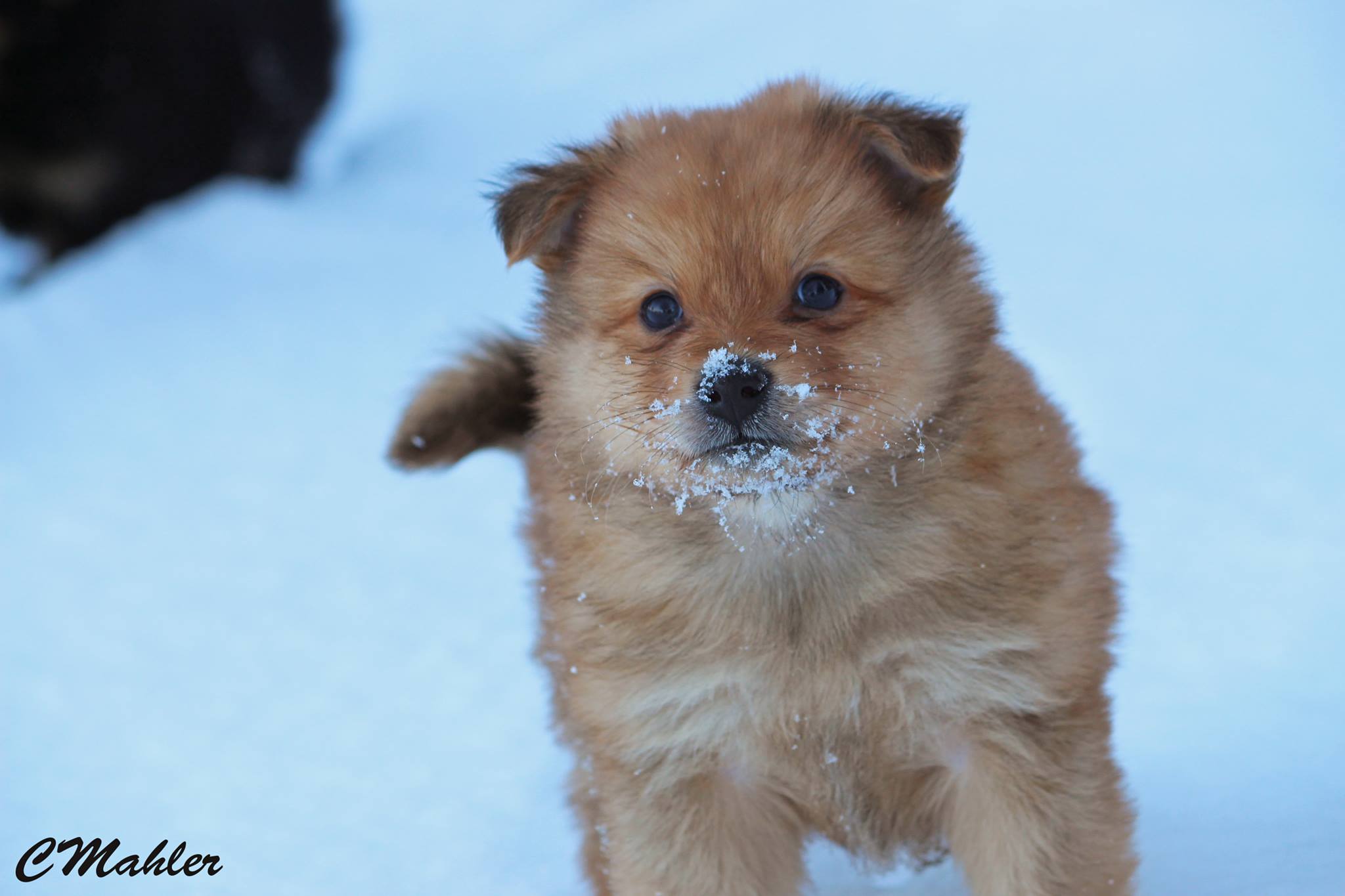 51265782_10156050953247227_4221814060099829760_o