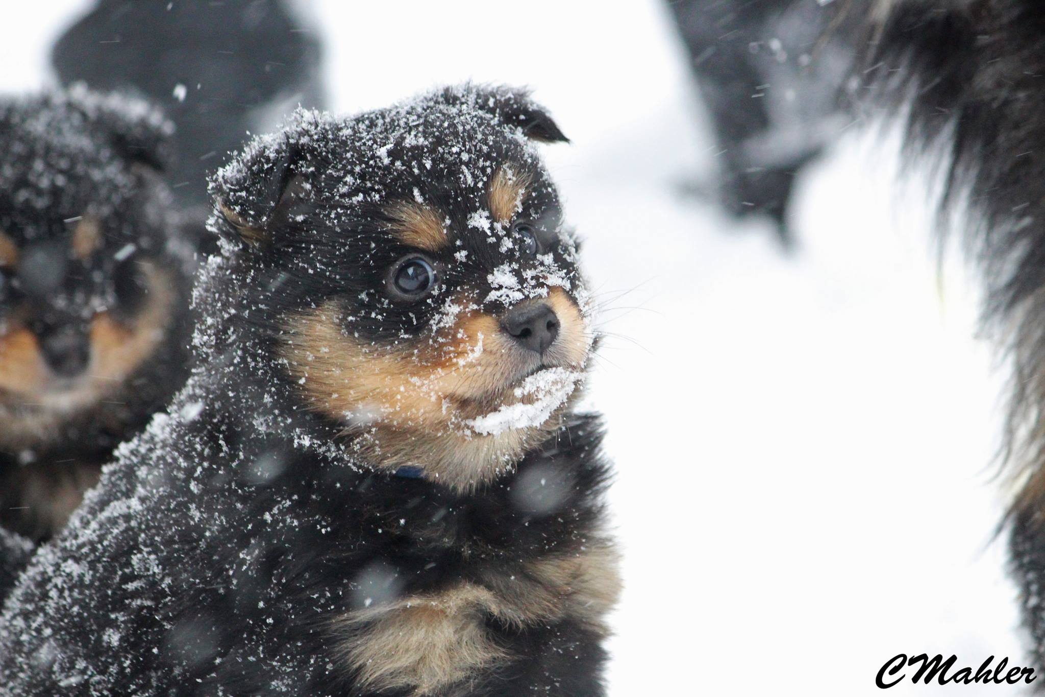 51626528_10156048881937227_7383171222751674368_o