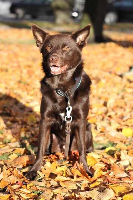 52123778_402362853851747_547961836113231872_n