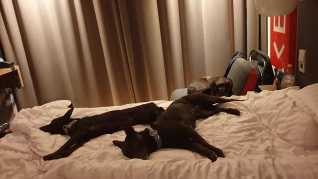 52690296_10156088672357227_512577984268337152_n