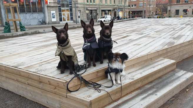 52867337_10156088672182227_2391795239066009600_n