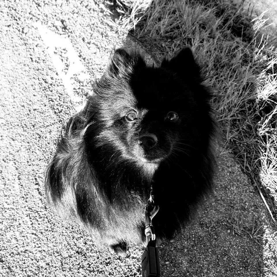 52920261_10157213032604656_7770985505197391872_n