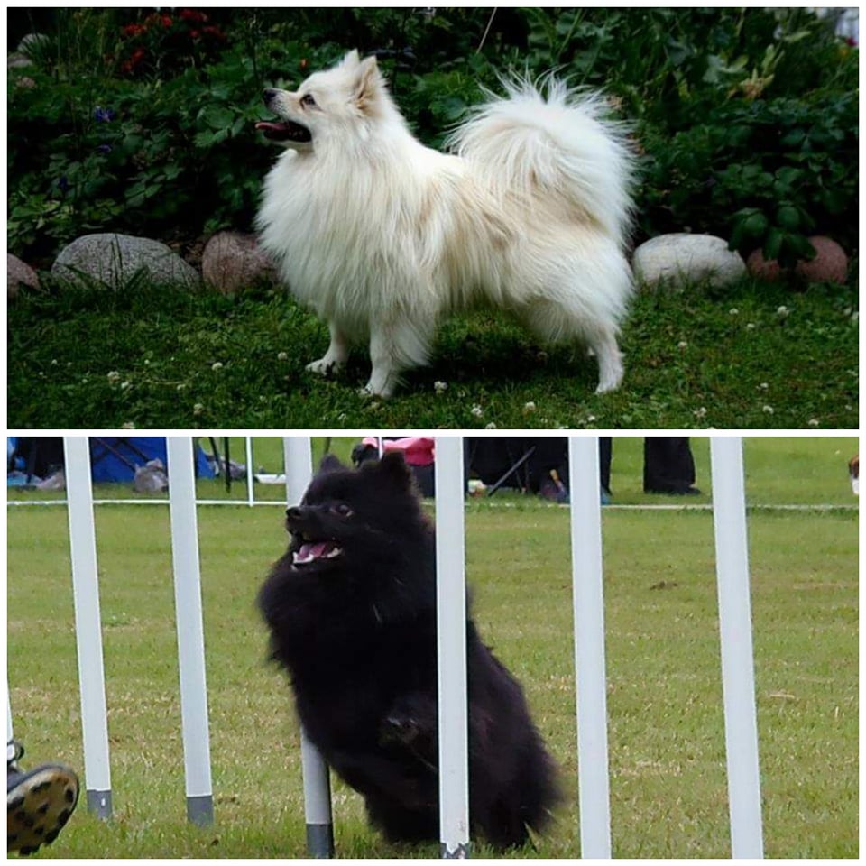 56874534_2464717570422155_6341976038150504448_n