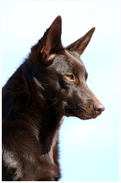 KONICA MINOLTA DIGITAL CAMERA