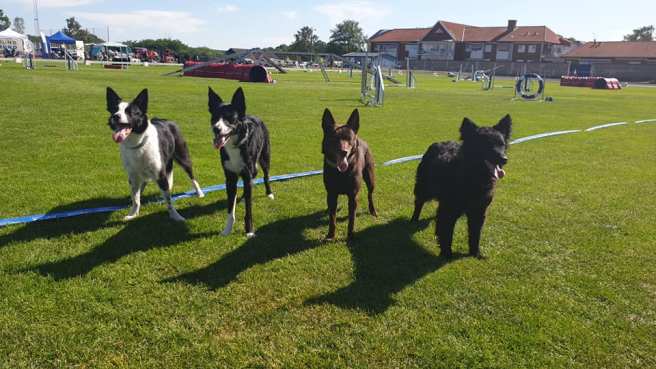 65522735_10156352612927227_8957081706565730304_n