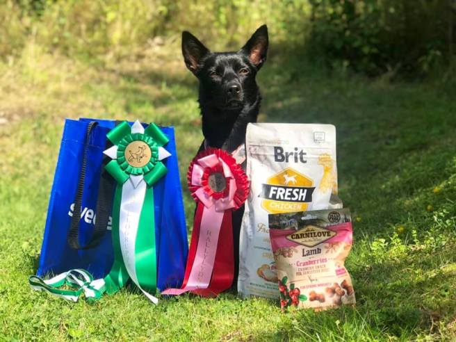 68284042_10157661068210891_6369447928875974656_n