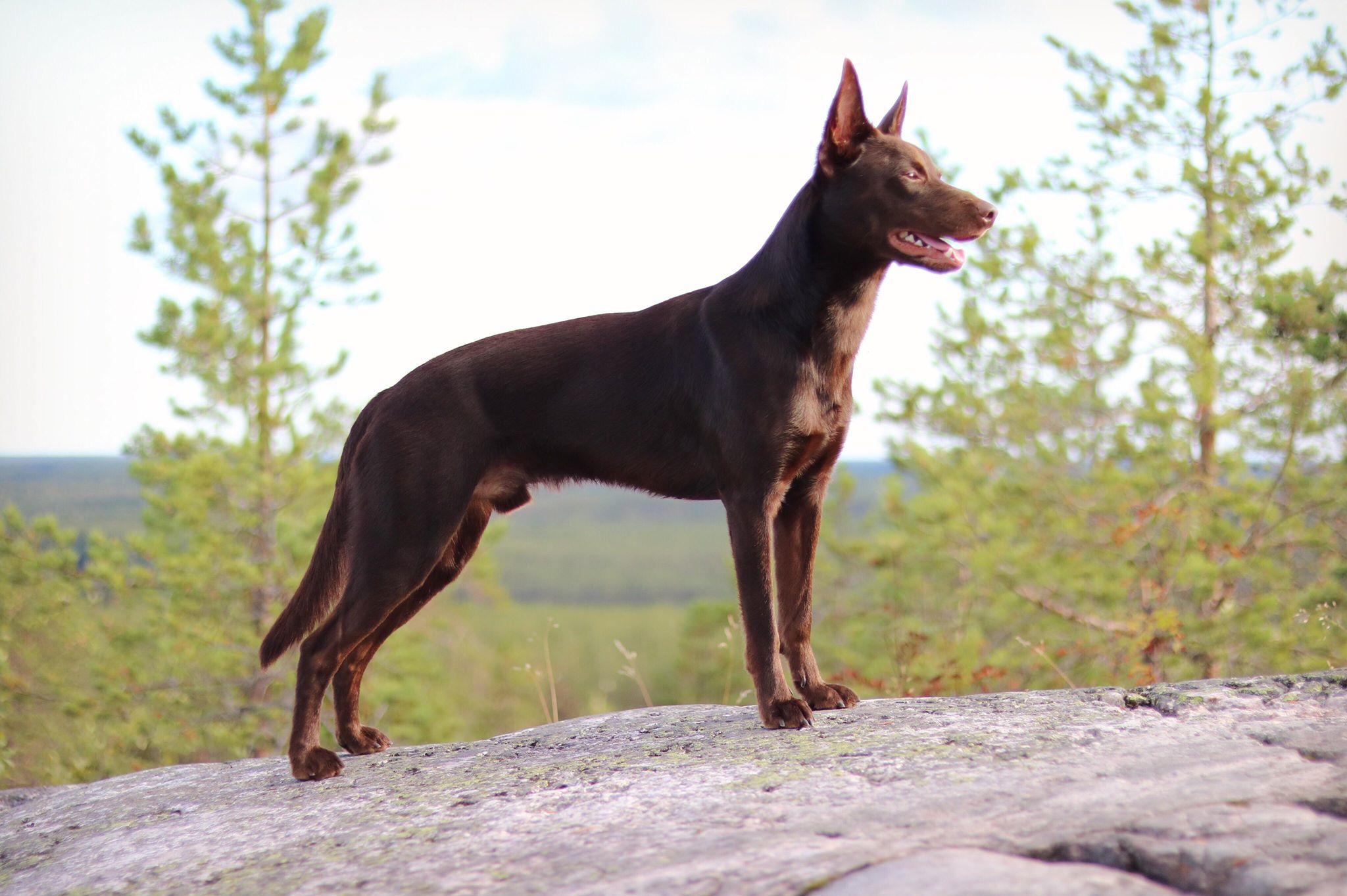 69320552_385781815471099_4905860440338202624_n