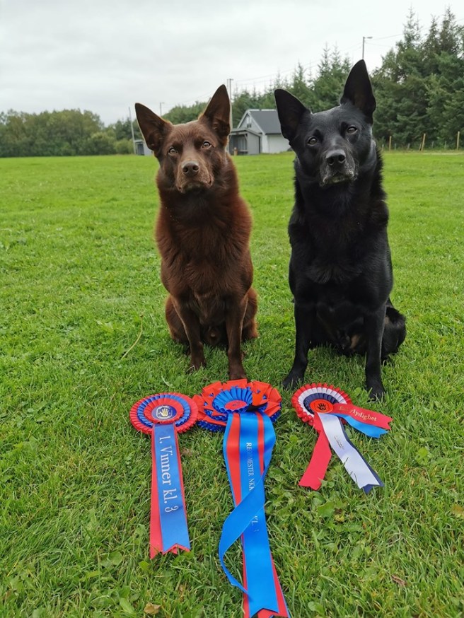 69485788_10157138771956357_1513086604372082688_n