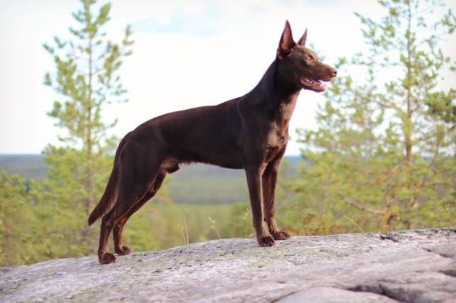 69320552_385781815471099_4905860440338202624_n