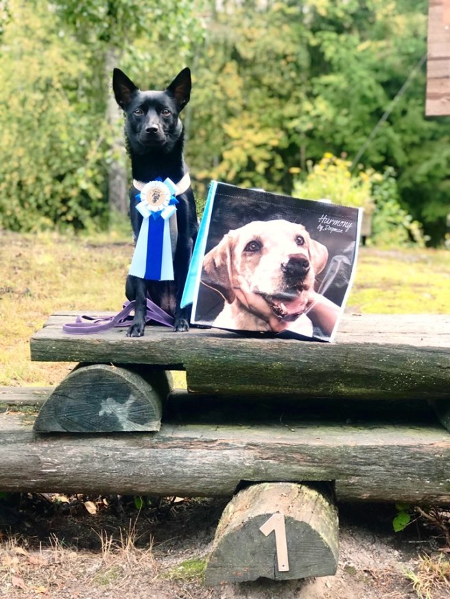 71197575_10157754146730891_8037392740201267200_n